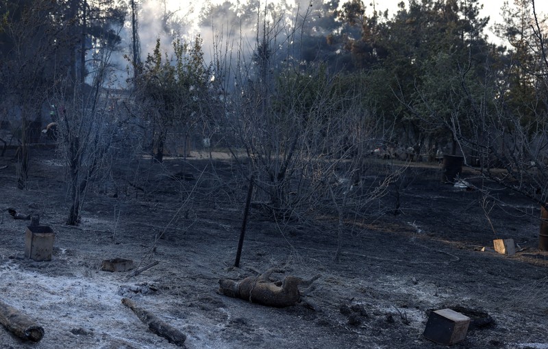 Jenazah korban kebakaran hutan tergeletak tertutup kain di samping mobil yang terbakar setelah kebakaran hutan di dekat desa Liti, Thessaloniki, Yunani, 30 Juni 2026. (REUTERS/Alexandros Avramidis)