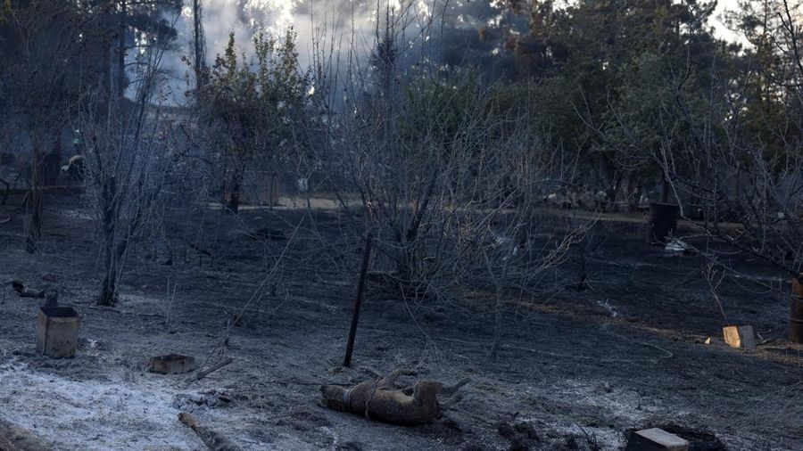 Mayat seekor anjing yang hangus terbakar tergeletak di tengah puing-puing setelah kebakaran hutan di dekat desa Liti, Thessaloniki, Yunani, 30 Juni 2026.