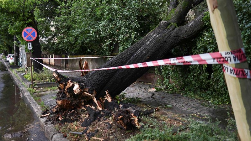 Sebuah pohon tumbang akibat hembusan angin kencang saat badai dahsyat di bagian utara Bukares, Rumania, 1 Juli 2026.