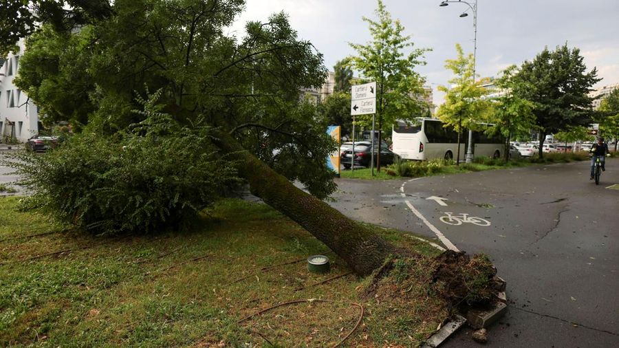 Sebuah pohon tumbang akibat hembusan angin kencang saat badai dahsyat di bagian utara Bukares, Rumania, 1 Juli 2026.