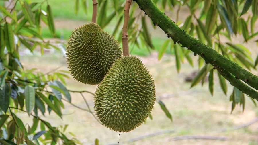 Buah durian di Pohon. (Dok. Pexels)