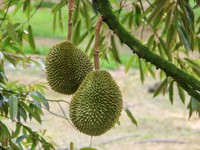 Buah durian di Pohon. (Dok. Pexels)