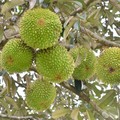 Buah durian di Pohon. (Dok. Pexels)