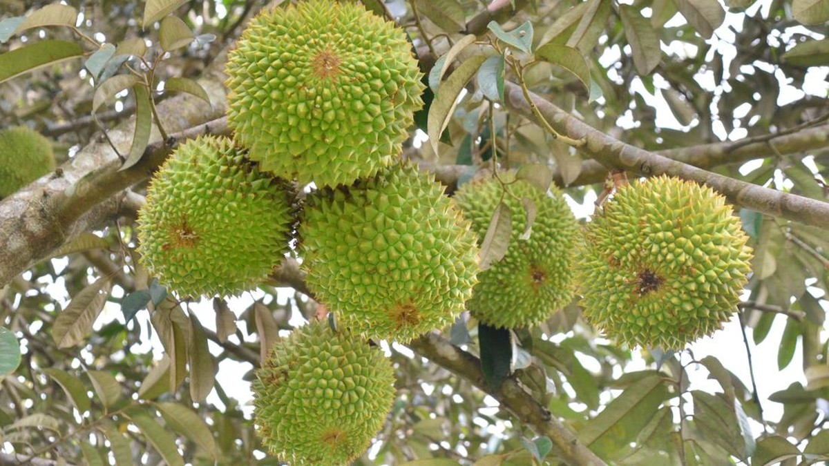 Buah Asli RI Ini Dijual Lebih Mahal dari Barang Mewah di Eropa