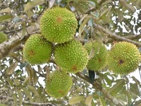 Buah durian di Pohon. (Dok. Pexels)