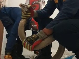 Hiii... King Cobra 3 Meter Masuk Rumah Warga di Bogor, Damkar Turun Tangan