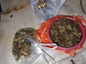 Tapir di Lampung yang Dibunuh Warga Dimasak Rica-rica, Ini Penampakannya