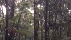 Dramatis! Evakuasi Pendaki 145 Kg di Gunung Gede Pangrango