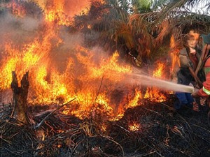 3 Hektare Lahan Gambut di Kobar Terbakar, Baru 1 Hektare yang Padam