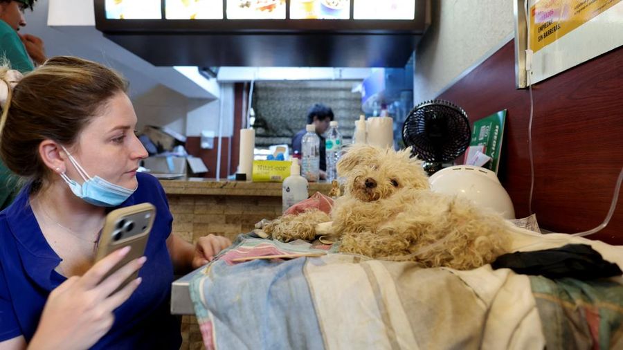 Seekor anjing menerima perawatan di klinik hewan darurat dan tempat triase untuk manusia di dalam restoran McDonald's, setelah gempa bumi, di La Guaira, Venezuela, 2 Juli 2026.