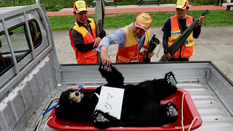 Seorang pemburu menyentuh boneka beruang yang mewakili beruang asli yang ditembak oleh pemburu selama latihan tanggap darurat yang mensimulasikan serangan beruang, di Isehara, Prefektur Kanagawa, Jepang, 3 Juli 2026.