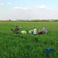 Petani di Kampung Candra Jaya, Distrik Kurik, Merauke, Papua Selatan. (CNBC Indonesia/Martyasari Rizky)