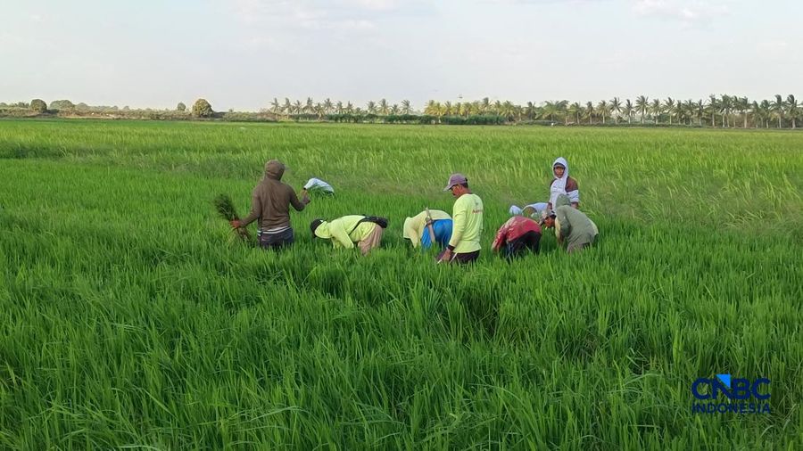 Petani di Kampung Candra Jaya, Distrik Kurik, Merauke, Papua Selatan. (CNBC Indonesia/Martyasari Rizky)