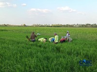 Petani di Kampung Candra Jaya, Distrik Kurik, Merauke, Papua Selatan. (CNBC Indonesia/Martyasari Rizky)