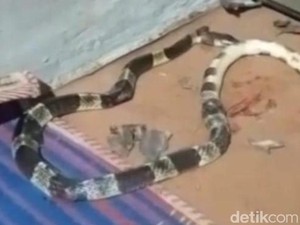 Kuatnya Racun Ular Weling Tewaskan Bocah Pekalongan dalam 4 Jam