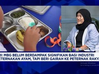 Pasok Ayam Untuk MBG, Peternak Ayam Catat Lonjakan Permintaan 16%