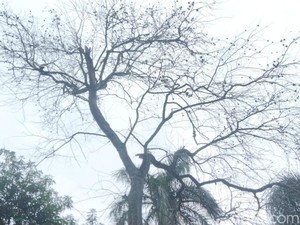 Pohon Buah Maja di Halaman Pendopo Majalengka Mati