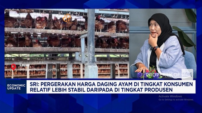 Video: Jurus Pengusaha Ayam Cegah Harga Anjlok Saat Demand Tertekan