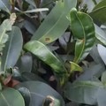 Tanaman nyamplung (Calophyllum inophyllum). (Tangkapan Layar)