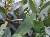 Tanaman nyamplung (Calophyllum inophyllum). (Tangkapan Layar)
