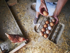 Dada Ayam vs Telur, Mana yang Lebih Tinggi Protein? Ini Perbandingannya