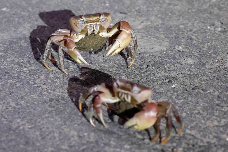 Relawan Wu Ruei-chang, 60 tahun, seorang mekanik mobil, memasang penghalang jalan selama musim kawin kepiting bakau tahunan di Taman Nasional Taijiang di Tainan, Taiwan, 3 Juli 2026. (REUTERS/Ann Wang)