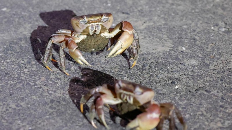 Kepiting bakau betina yang sedang hamil selama musim kawin tahunan di Taman Nasional Taijiang di Tainan, Taiwan, 3 Juli 2026.