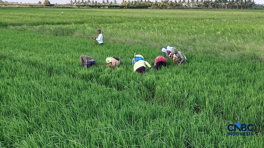 Petani di Desa Candra Jaya, Distrik Kurik, Merauke, Papua Selatan, Minggu (5/7/2026).  (CNBC Indonesia/Martyasari Rizky)