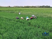 Petani di Desa Candra Jaya, Distrik Kurik, Merauke, Papua Selatan, Minggu (5/7/2026).  (CNBC Indonesia/Martyasari Rizky)