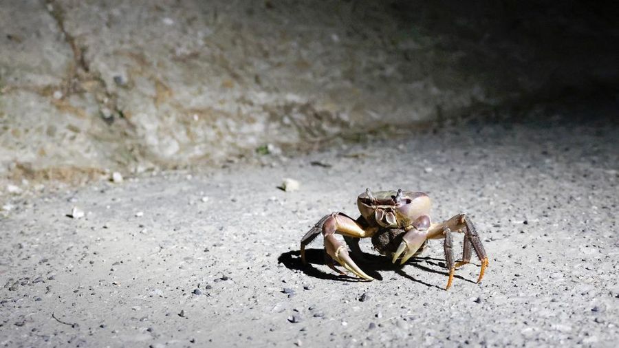 Seekor kepiting bakau betina yang sedang hamil berada di dekat tembok laut selama musim kawin tahunan di Taman Nasional Taijiang di Tainan, Taiwan, 3 Juli 2026.