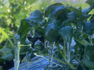 Daun-daun sampai Membeku, Suhu Dieng Capai -6 Derajat Celcius