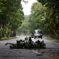 A tree branch falls on a road after heavy rain as Typhoon Bavi approaches, in Ishigaki, Japan, July 10, 2026.  REUTERS/Kim Kyung-Hoon