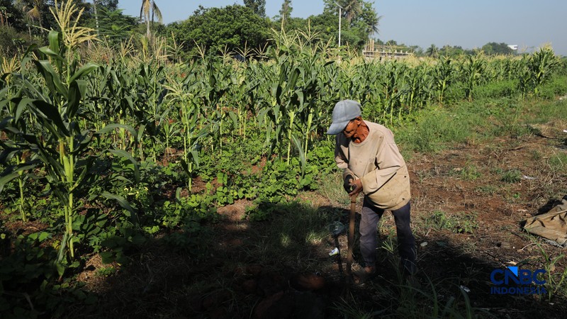 Petani melakukan pembangunan lahan pertanian di kawasan Jalan Raya Bojonggede - Kemang (Bomang), Kabupaten Bogor, Jawa Barat, Jumat (10/7/2026). (CNBC Indonesia/Tri Susilo)