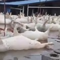 Sebuah video yang beredar di media sosial memperlihatkan dampak banjir di sebuah peternakan di sekitar wilayah tersebut. Dalam rekaman itu, puluhan babi tampak hanyut dan mengapung terbawa arus banjir yang deras setelah kandang mereka terendam. (Tang