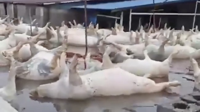 Pilu! Potret Babi-Babi Mati Membusuk, Hayut karena Banjir Bah China