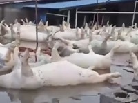 Sebuah video yang beredar di media sosial memperlihatkan dampak banjir di sebuah peternakan di sekitar wilayah tersebut. Dalam rekaman itu, puluhan babi tampak hanyut dan mengapung terbawa arus banjir yang deras setelah kandang mereka terendam. (Tang