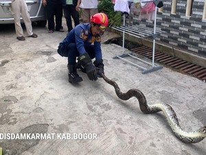 Ular Sanca 2 Meter Sembunyi di Kolong Meja Kamar, Warga Bogor Hubungi Damkar