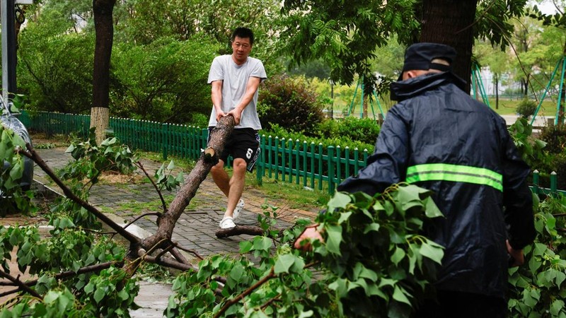 Orang-orang menyeret pohon tumbang untuk membersihkan jalan setelah hujan lebat dan angin kencang yang dibawa oleh Topan Bavi di Wenzhou, provinsi Zhejiang, Tiongkok, 12 Juli 2026.