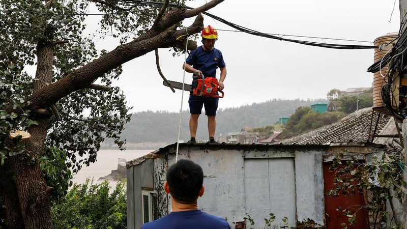 Para pekerja berupaya memangkas cabang pohon yang mengganggu saluran listrik setelah Topan Bavi di desa pesisir Dongsha, Taizhou, provinsi Zhejiang, Tiongkok, 12 Juli 2026.
