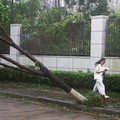 Seseorang berjalan melewati pohon tumbang setelah hujan lebat dan angin kencang yang dibawa oleh Topan Bavi di Wenzhou, provinsi Zhejiang, Tiongkok, 12 Juli 2026. (REUTERS/Go Nakamura)