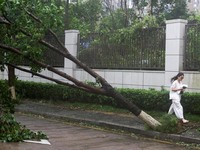 Seseorang berjalan melewati pohon tumbang setelah hujan lebat dan angin kencang yang dibawa oleh Topan Bavi di Wenzhou, provinsi Zhejiang, Tiongkok, 12 Juli 2026. (REUTERS/Go Nakamura)