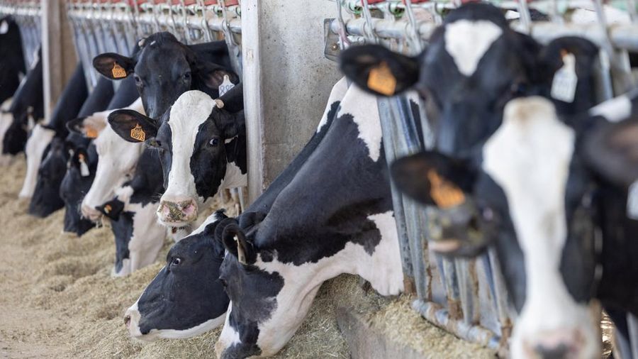 Sapi Holstein memakan pakan yang baru saja diletakkan di kandang berpendingin udara selama gelombang panas di Medesano, Italia, 7 Juli 2026.