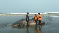 Hiu Tutul 1 Ton Kembali Ditemukan Terdampar di Pantai Cilacap