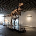 Kerangka Gus, si Tyrannosaurus Rex, di rumah lelang Sotheby's di New York City, AS, 1 Juli 2026. (REUTERS/Jordan Tovin)