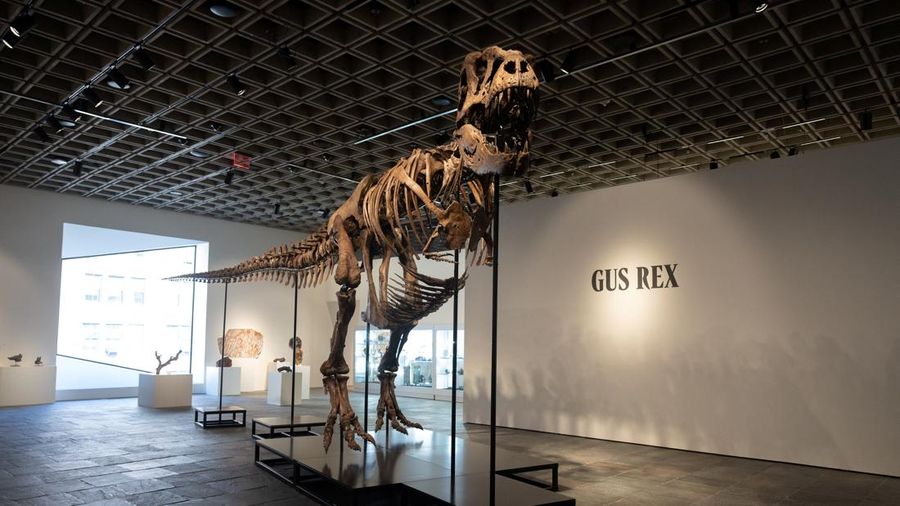 Kerangka Gus, si Tyrannosaurus Rex, di rumah lelang Sotheby's di New York City, AS, 1 Juli 2026. (REUTERS/Jordan Tovin)