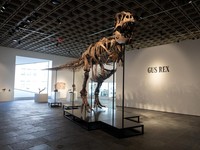 Kerangka Gus, si Tyrannosaurus Rex, di rumah lelang Sotheby's di New York City, AS, 1 Juli 2026. (REUTERS/Jordan Tovin)