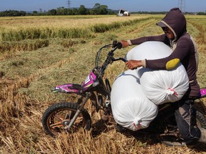 Produksi Beras Diramal Capai 28,71 Juta Ton pada September 2026