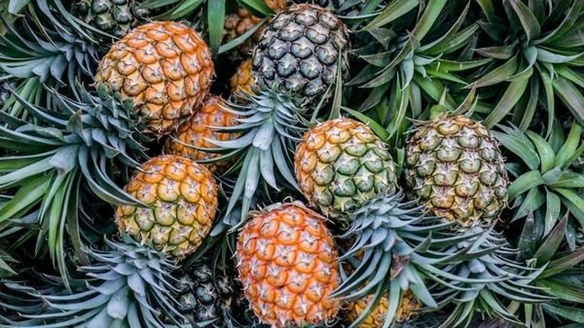 Berkat Jokowi, Nanas RI Kini Menjajah China