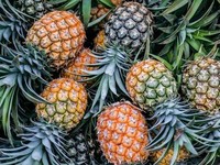 Buah nanas (Istimewa)