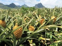 Buah nanas. (Istimewa)